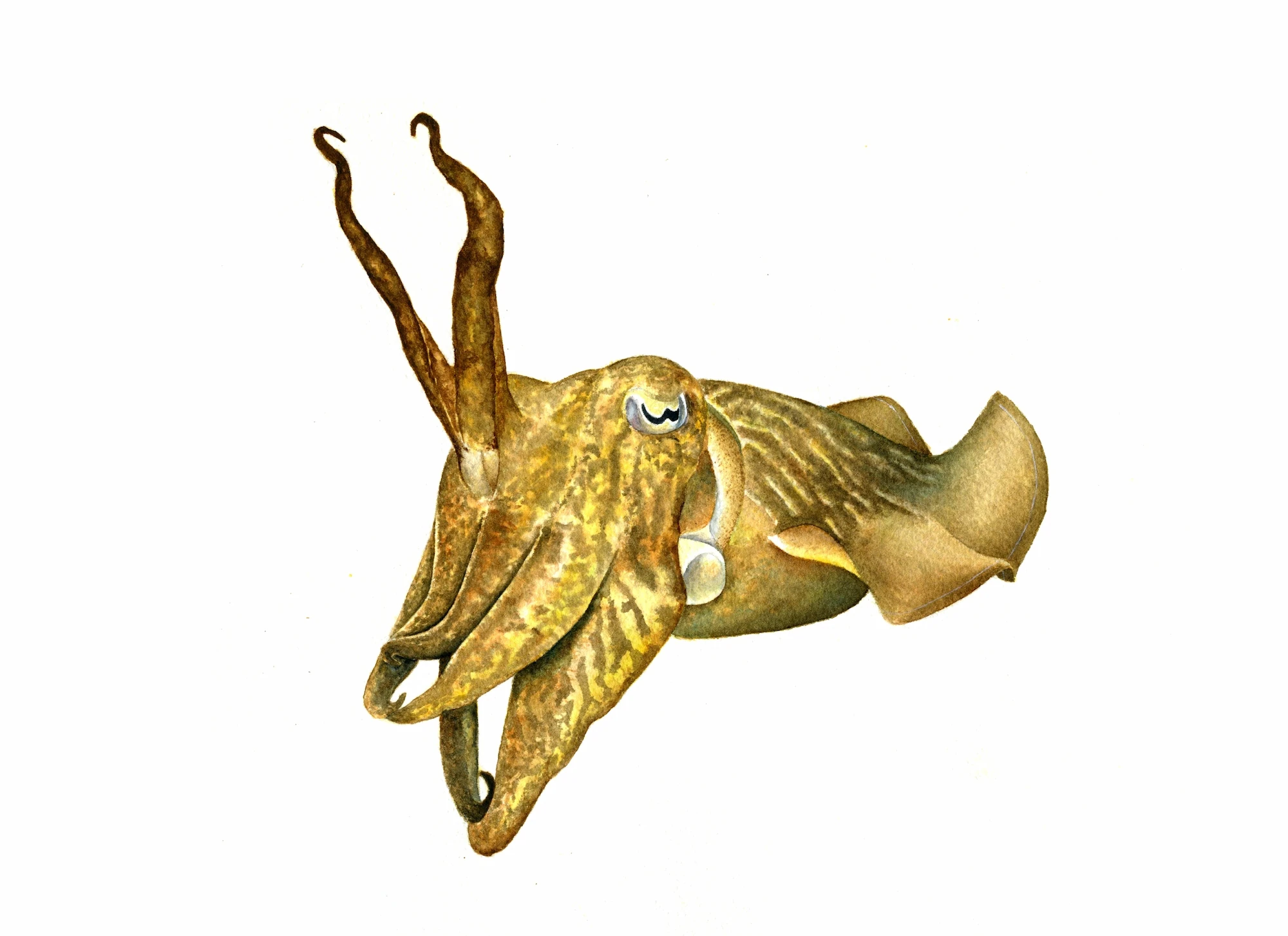 Tenda 13GRADOS - Ilustración