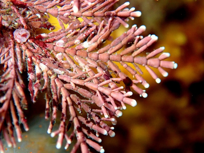 Algas duras
