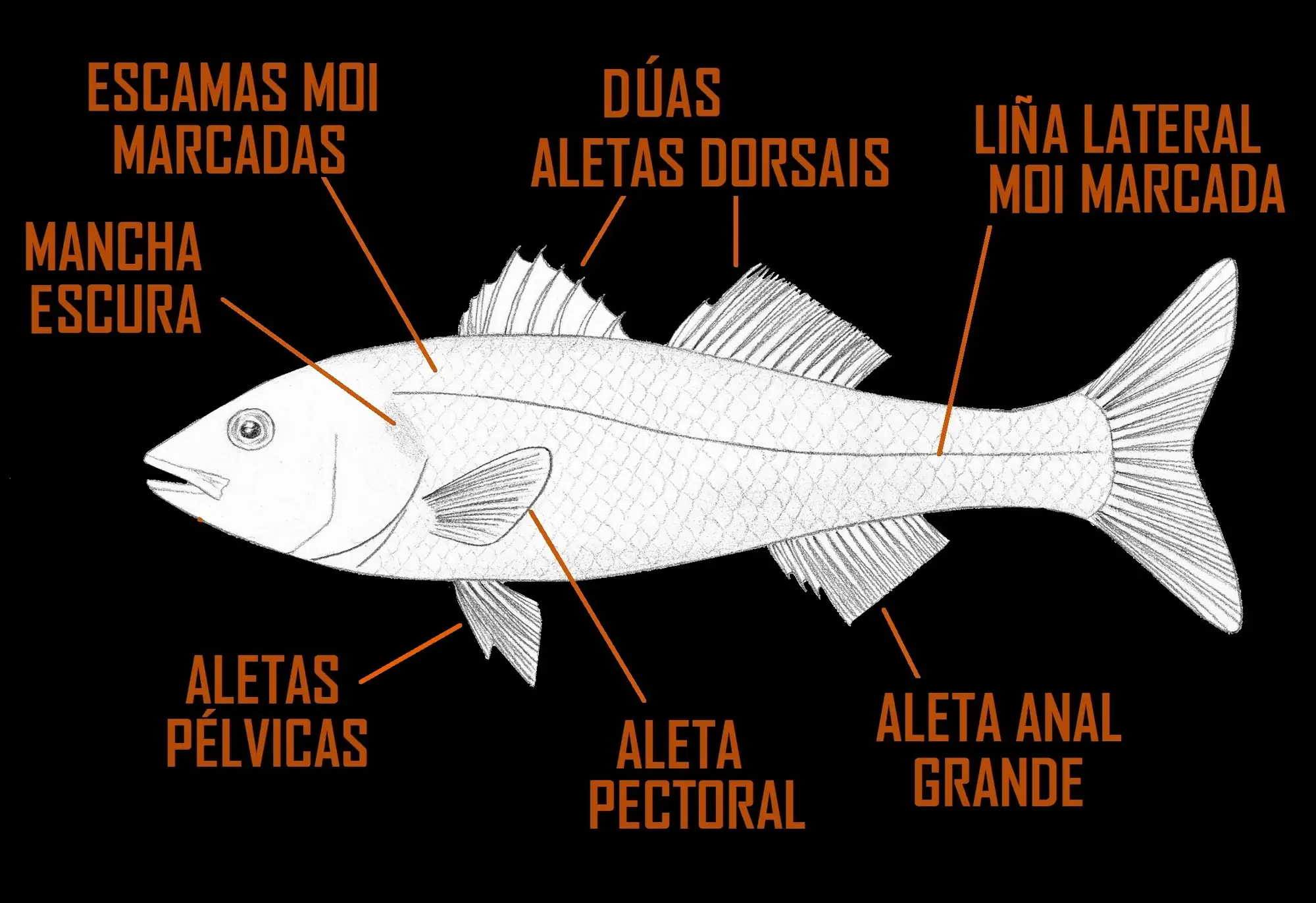 Partes dos morónidos