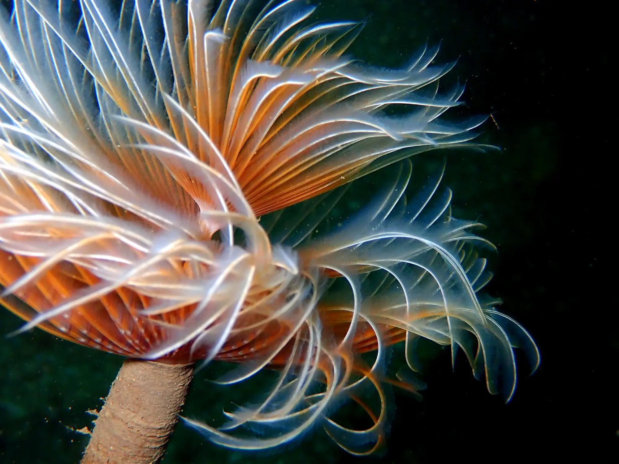 Animais invertebrados