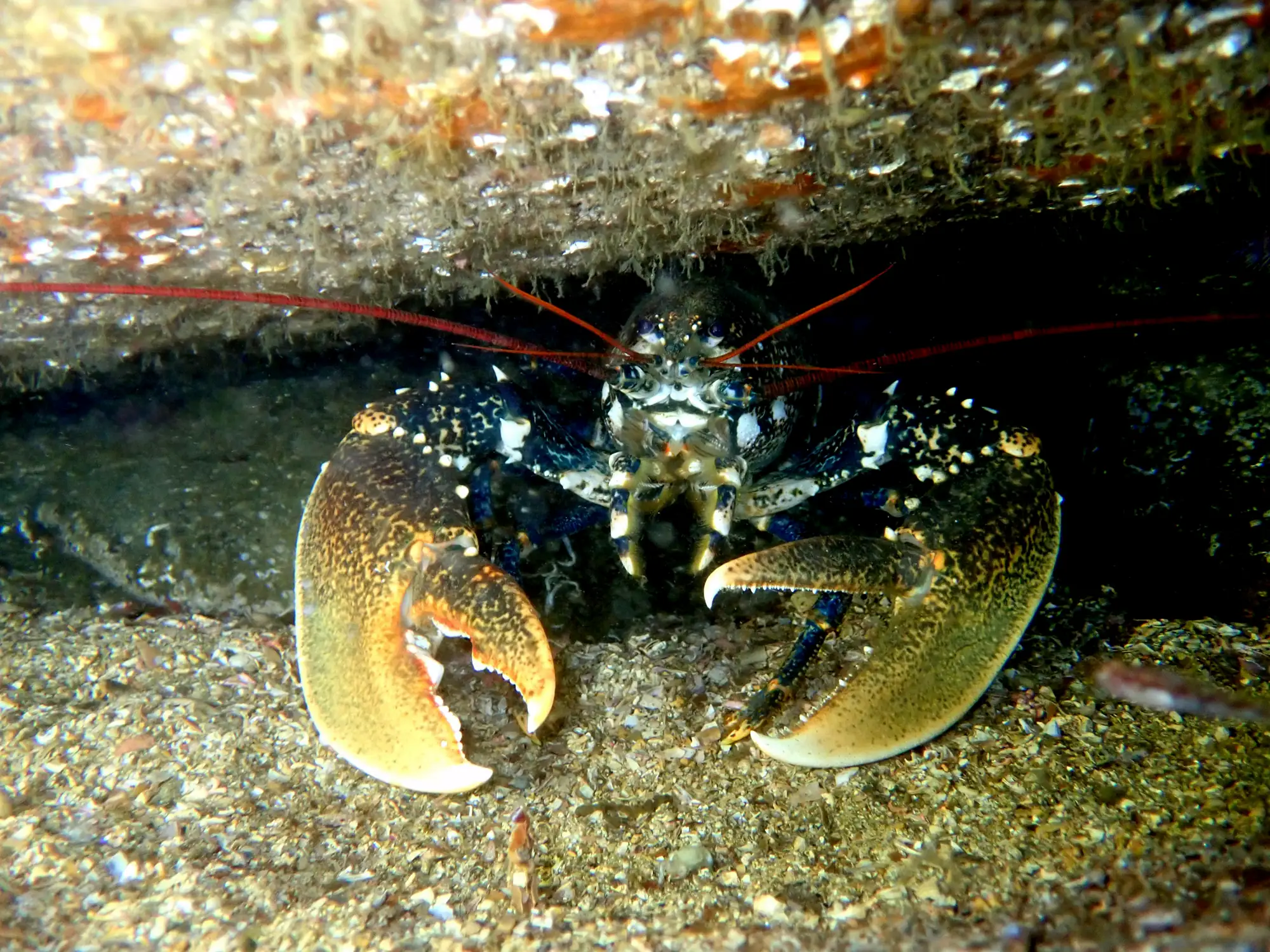 Lumbrigante