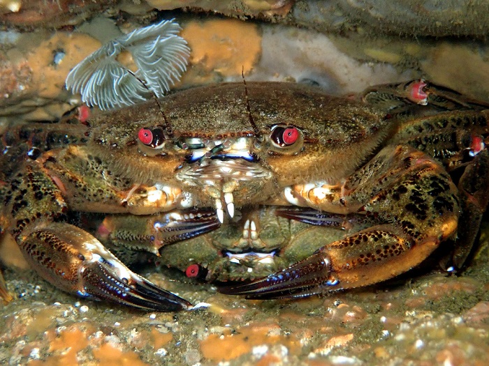 Animais invertebrados