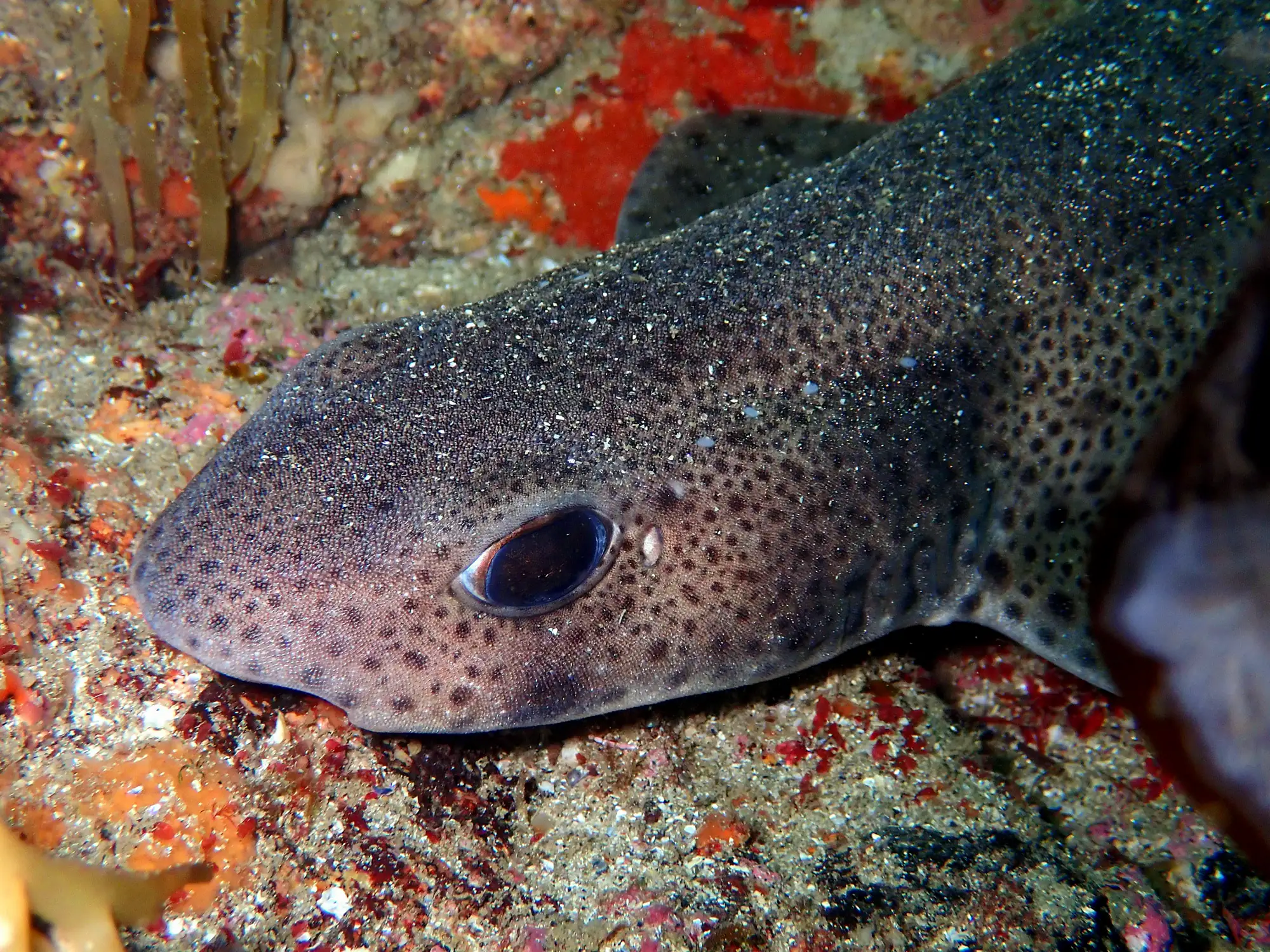 Peixes cartilaxinosos