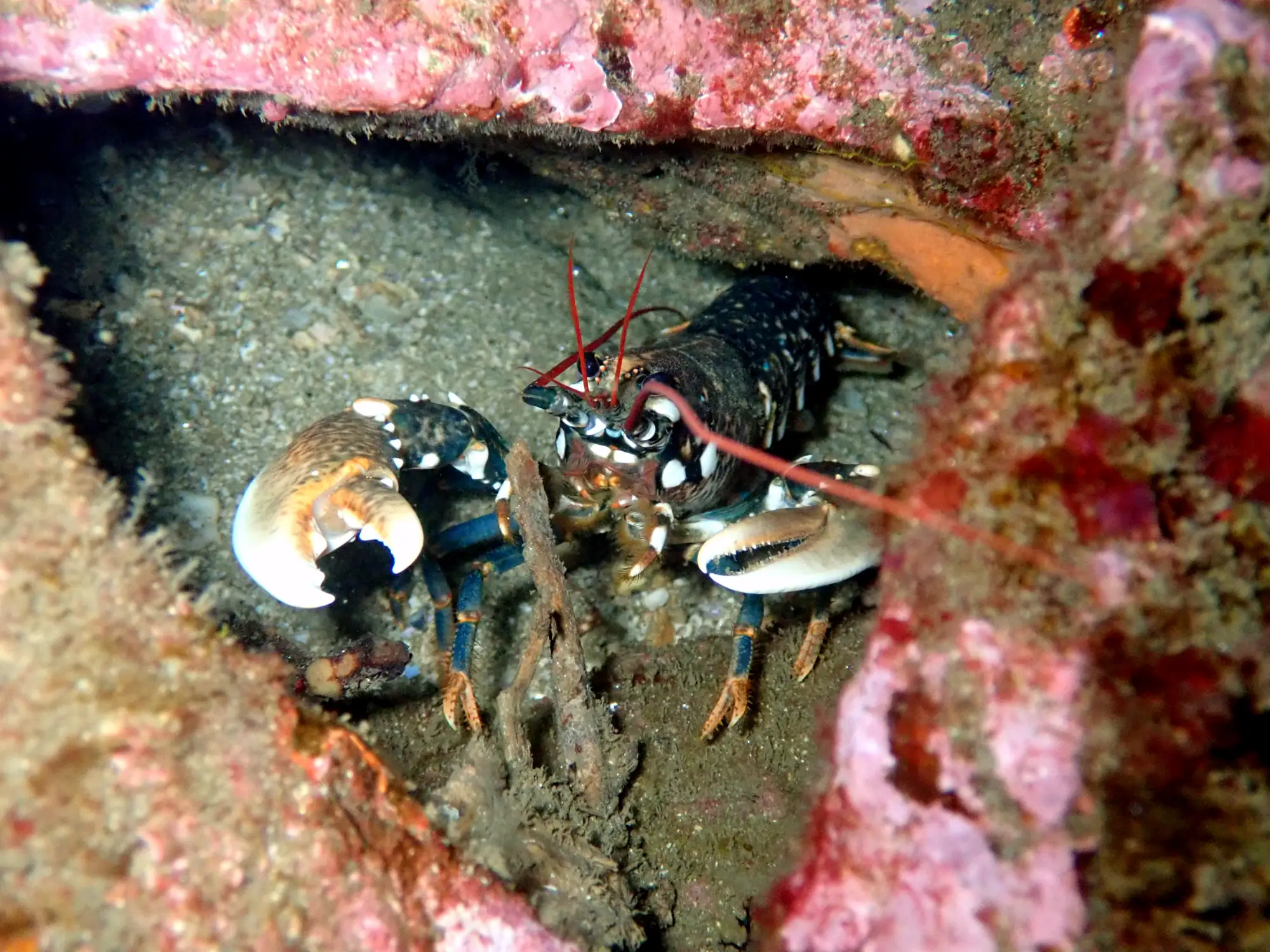 Lumbrigante