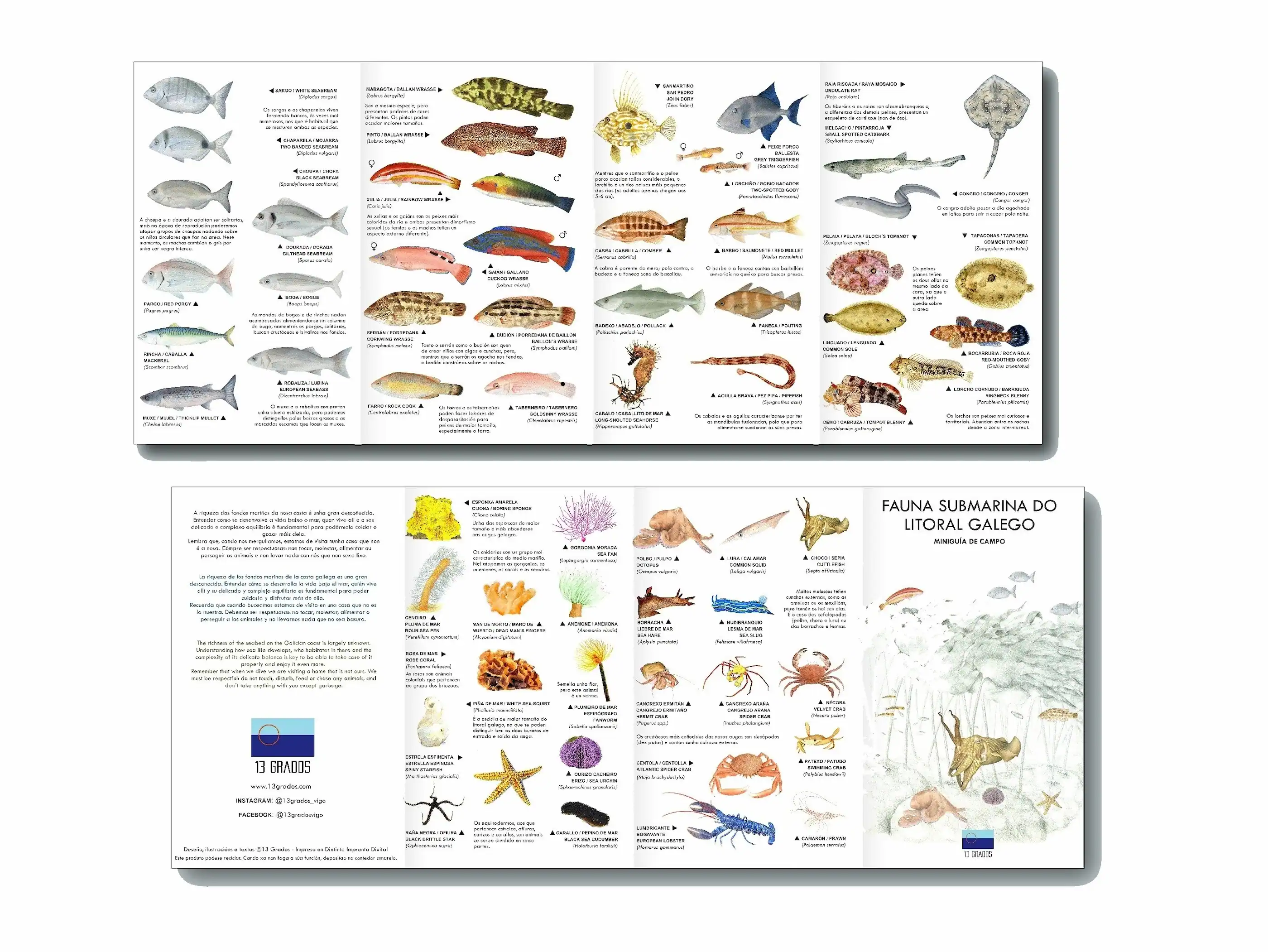 Tenda 13GRADOS - Lámina